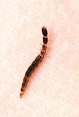 Phaeostigma