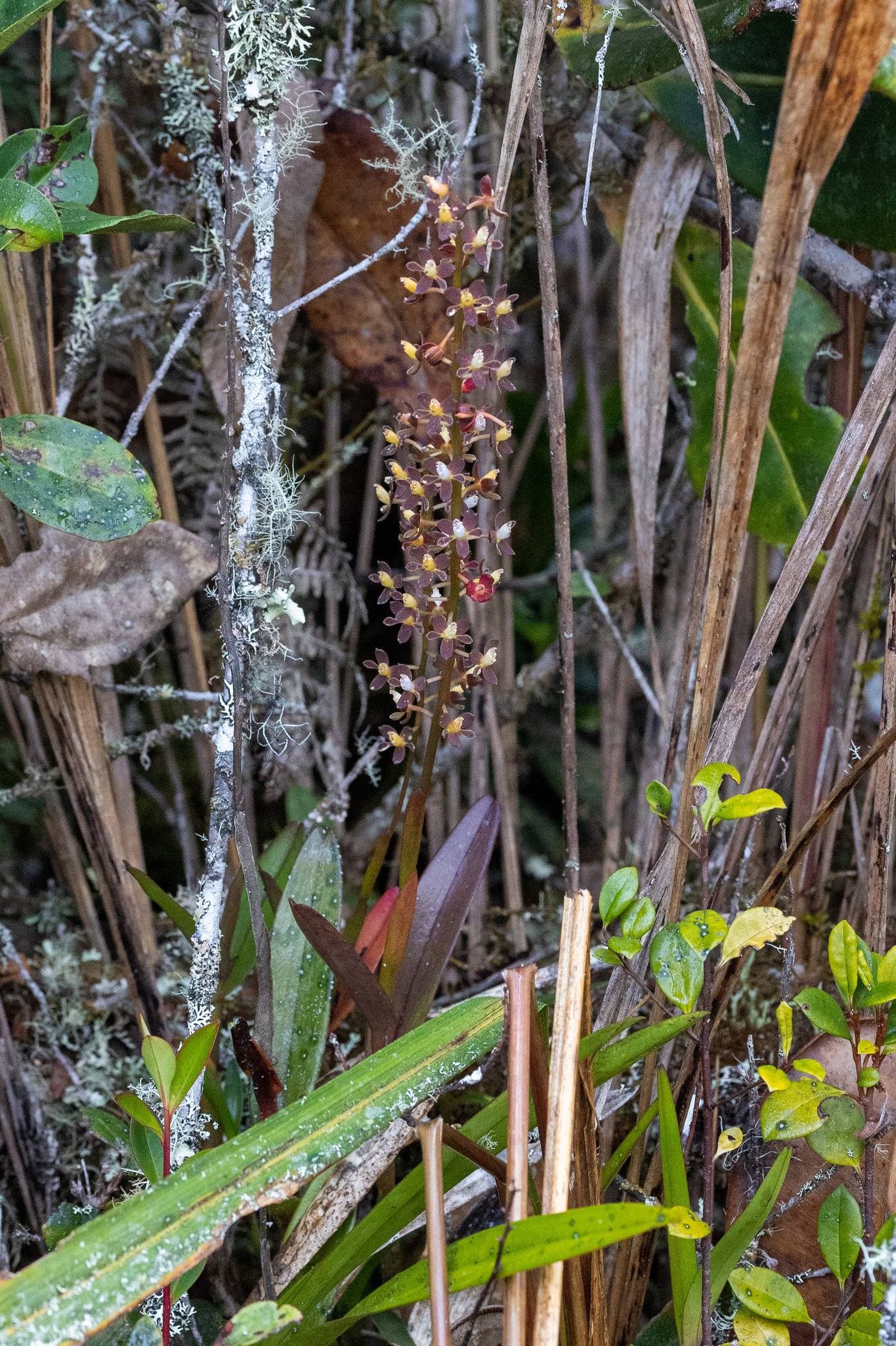 Epidendrum rhombimancum Hágsater & L.Sánchez 2