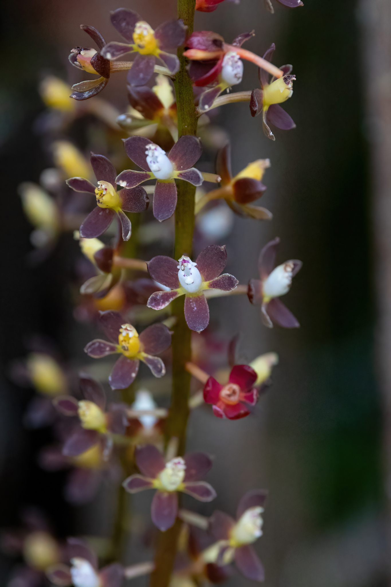 Epidendrum rhombimancum Hágsater & L.Sánchez