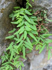 Pellaea glabella simplex