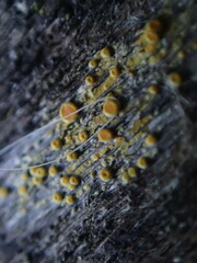 Polycauliona inconspecta