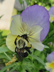 Bombus impatiens