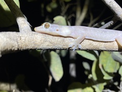 Gehyra australis