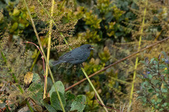 Spodiornis rusticus