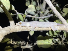 Gehyra australis