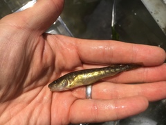 Microgadus tomcod