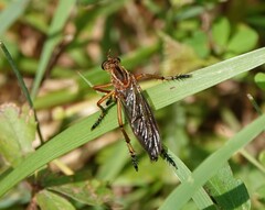 Diogmites discolor