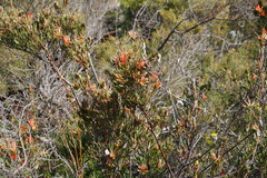 Lambertia multiflora