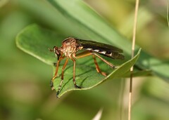 Diogmites discolor