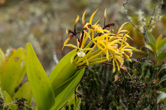 Epidendrum lacustre