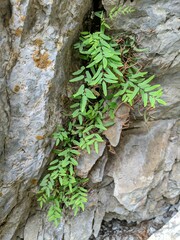 Pellaea glabella simplex