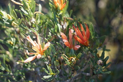 Lambertia multiflora