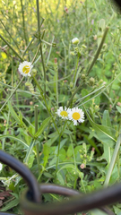 Erigeron