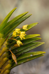 Maxillaria rauhii
