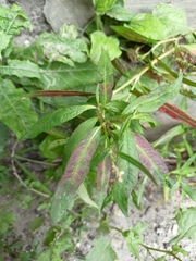 Persicaria lapathifolia
