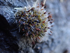 Grimmia lisae
