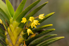 Maxillaria rauhii