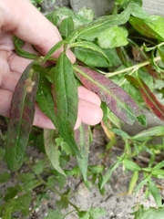 Persicaria lapathifolia