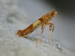 Caloptilia semifascia