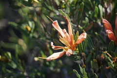 Lambertia multiflora