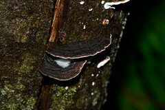 Datronia brunneoleuca