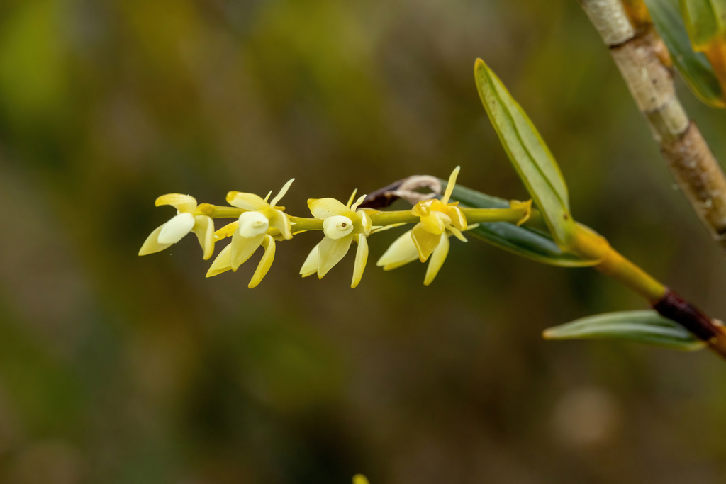 Epidendrum rugulosum