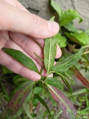 Persicaria lapathifolia