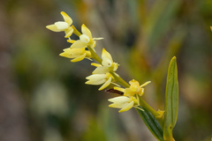 Epidendrum rugulosum
