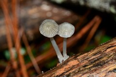 Mycena mijoi