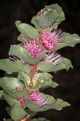 Hakea cucullata
