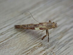 Caloptilia semifascia