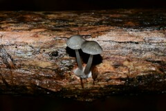 Mycena mijoi