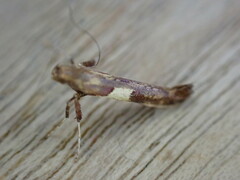 Caloptilia semifascia