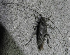 Eutrichillus biguttatus