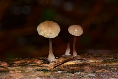Mycena mijoi