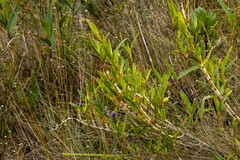 Epidendrum rugulosum