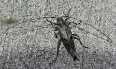 Eutrichillus biguttatus