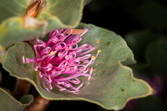 Hakea cucullata