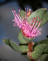 Hakea cucullata