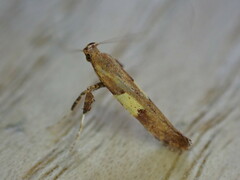 Caloptilia semifascia