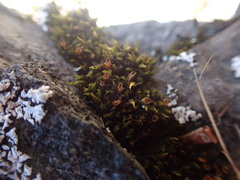 Schistidium maritimum