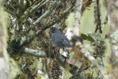 Turdus nigriceps