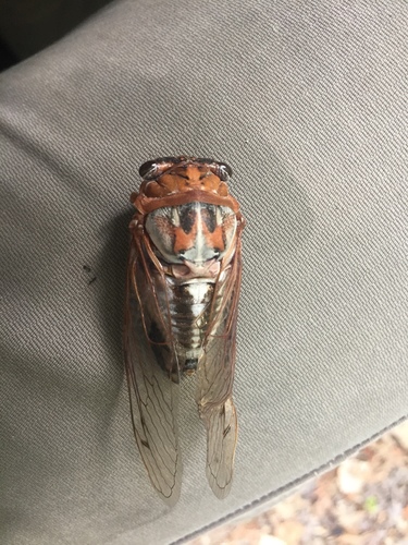 Plains Cicada photo 5