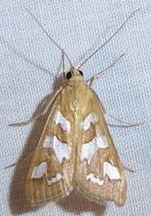 Diastictis robustior