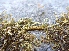 Homalothecium aureum