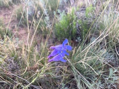 Penstemon linarioides