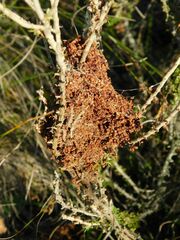 Crematogaster peringueyi