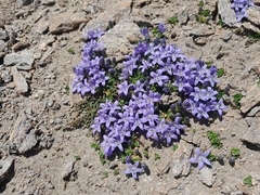Campanula cenisia