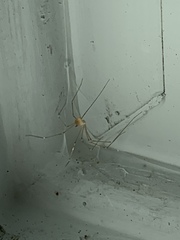 Crossopriza
