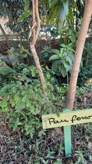 Libidibia ferrea leiostachya